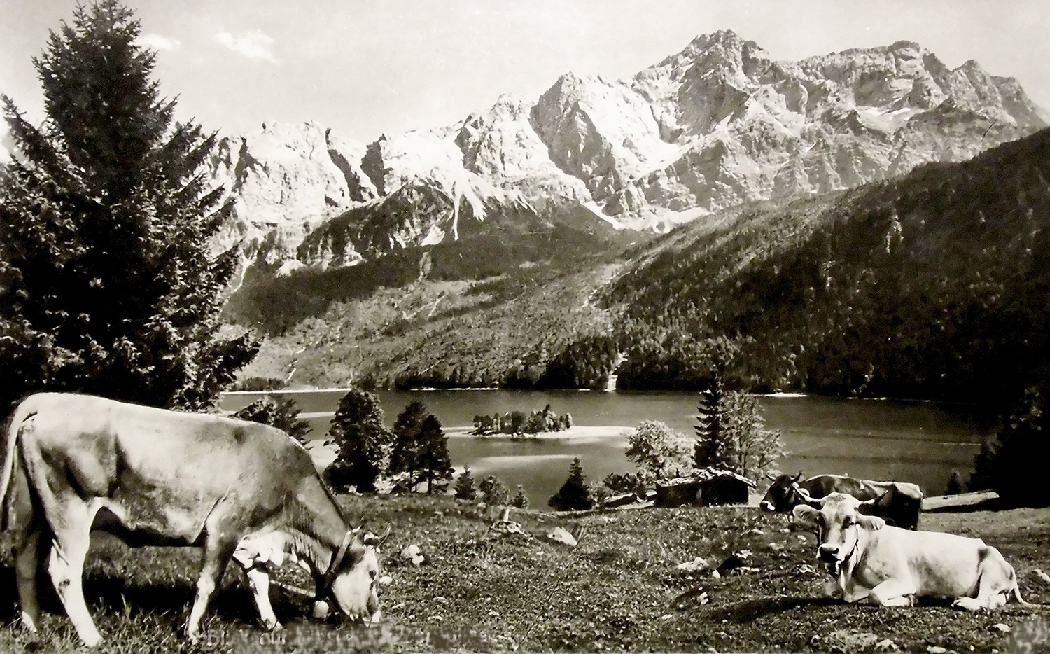 kuehe zugspitze arztpraxis marienburg 1